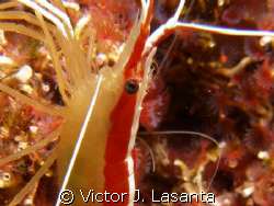 scarlet-striped cleaning shrimp in the forest dive site a... by Victor J. Lasanta 